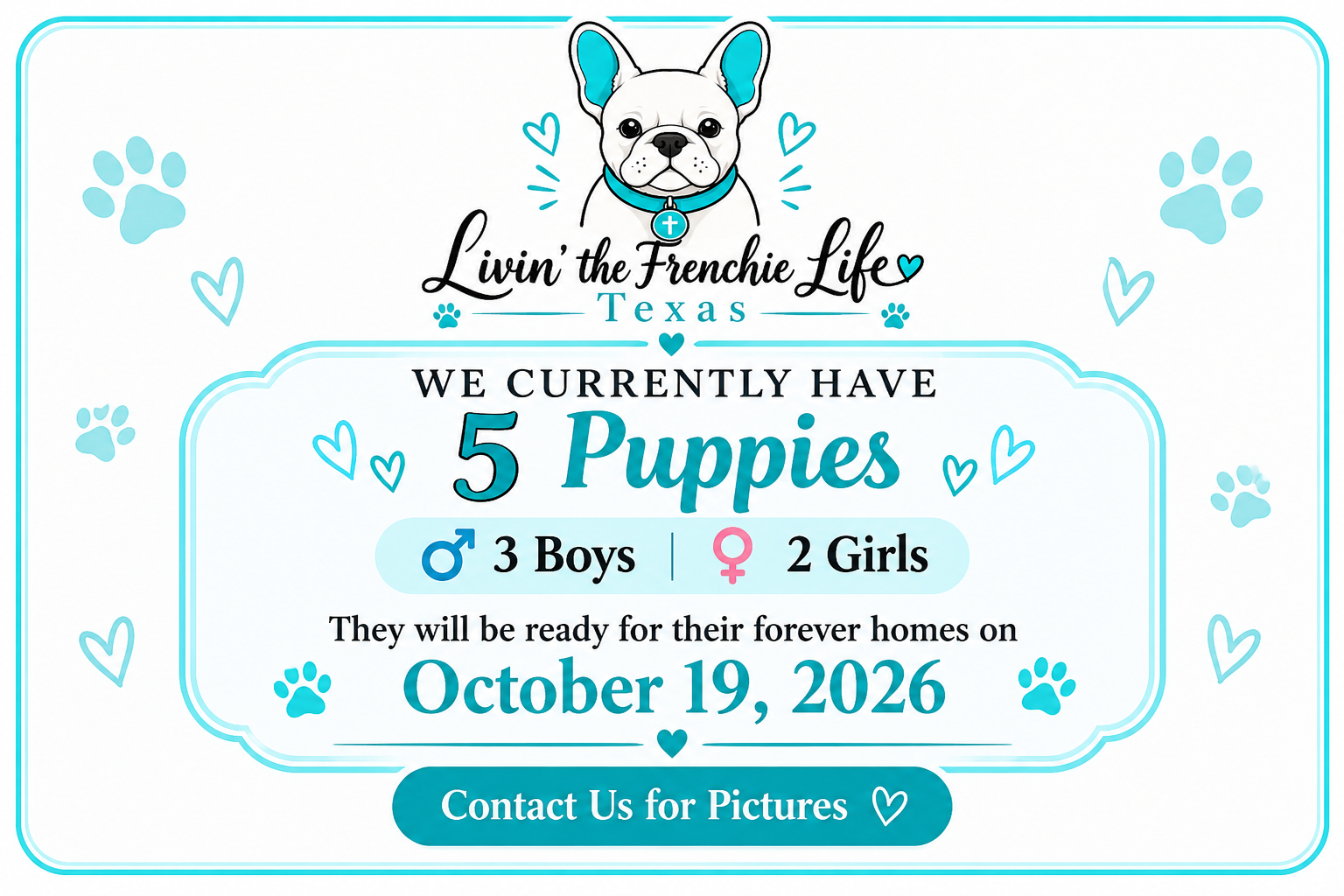 Current litter availability: five puppies, three boys and two girls, ready October 19, 2026. Contact us for pictures.